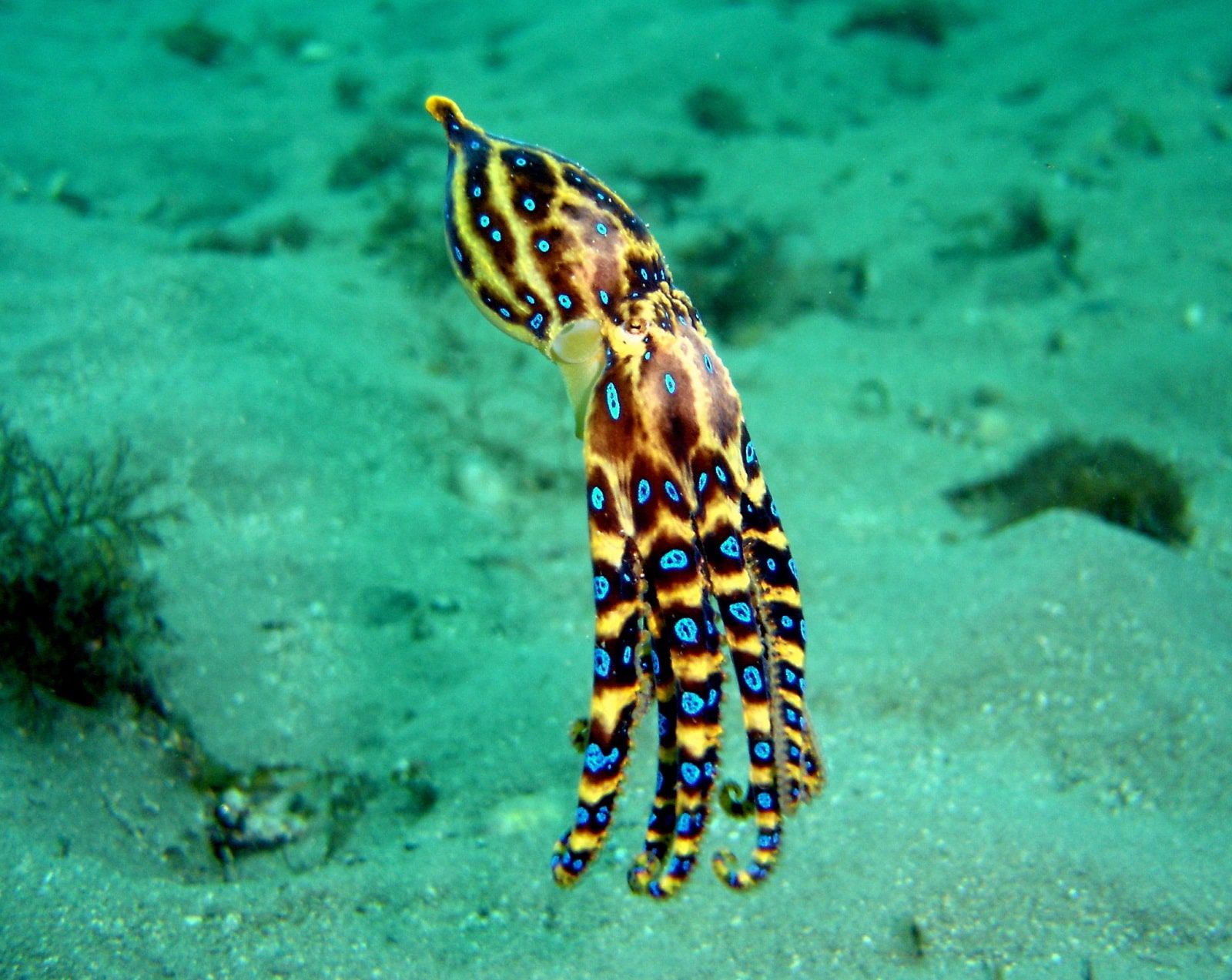 1600x1273 Amazing Facts about the Blue Ringed Octopus