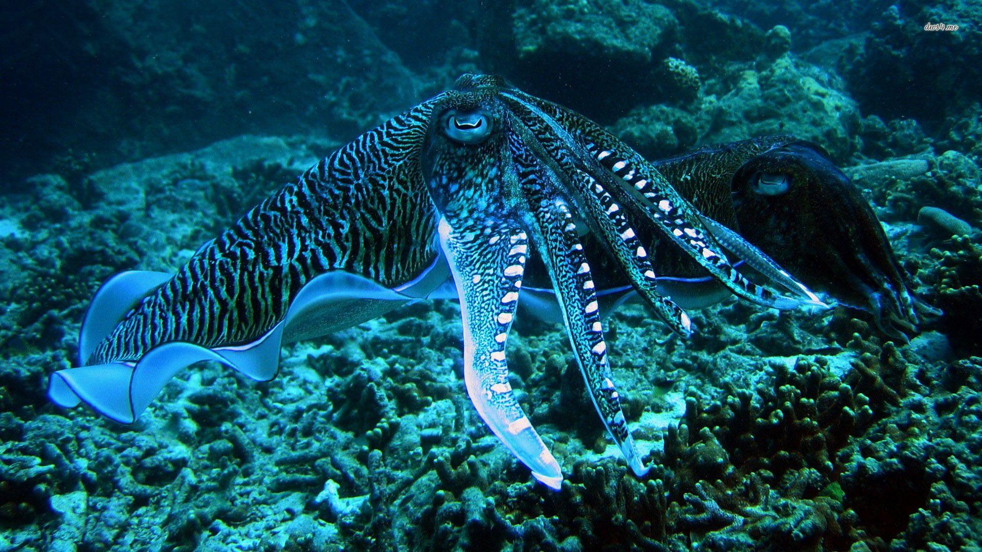 1920x1080 Blue Ringed Octopus Wallpaper