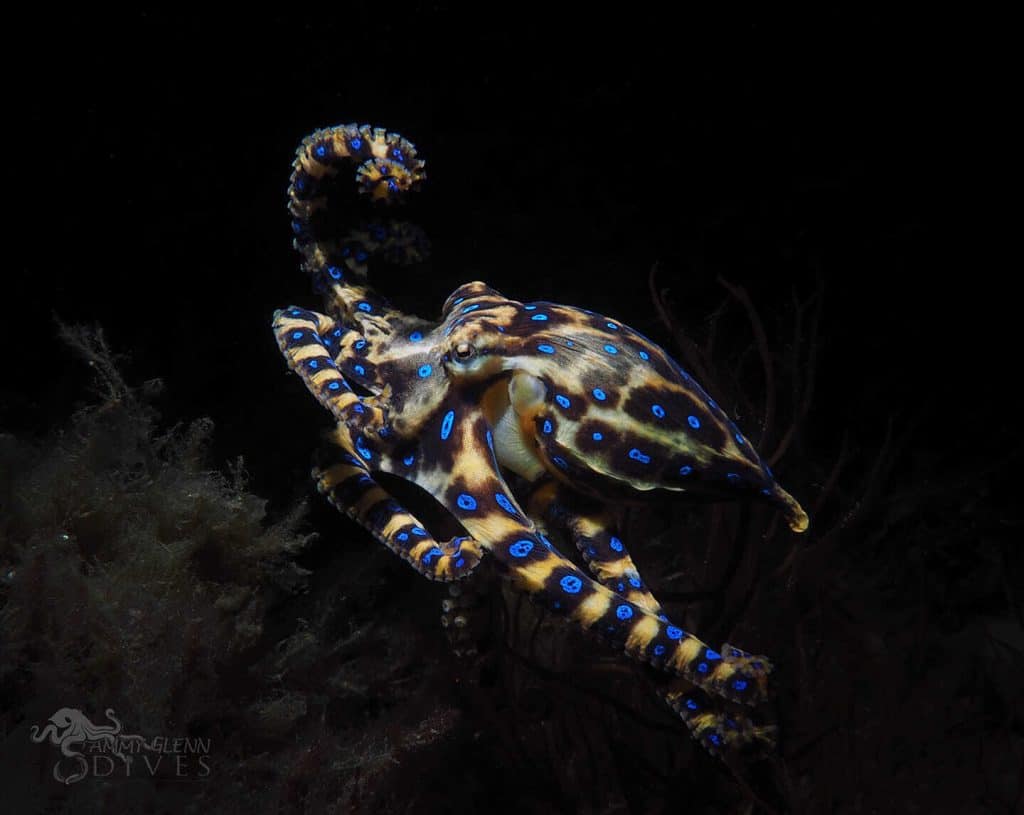 1024x815 Blue Ringed Octopus Facts: Can You Actually Survive A Bite? Largest Octopus Fan Club!
