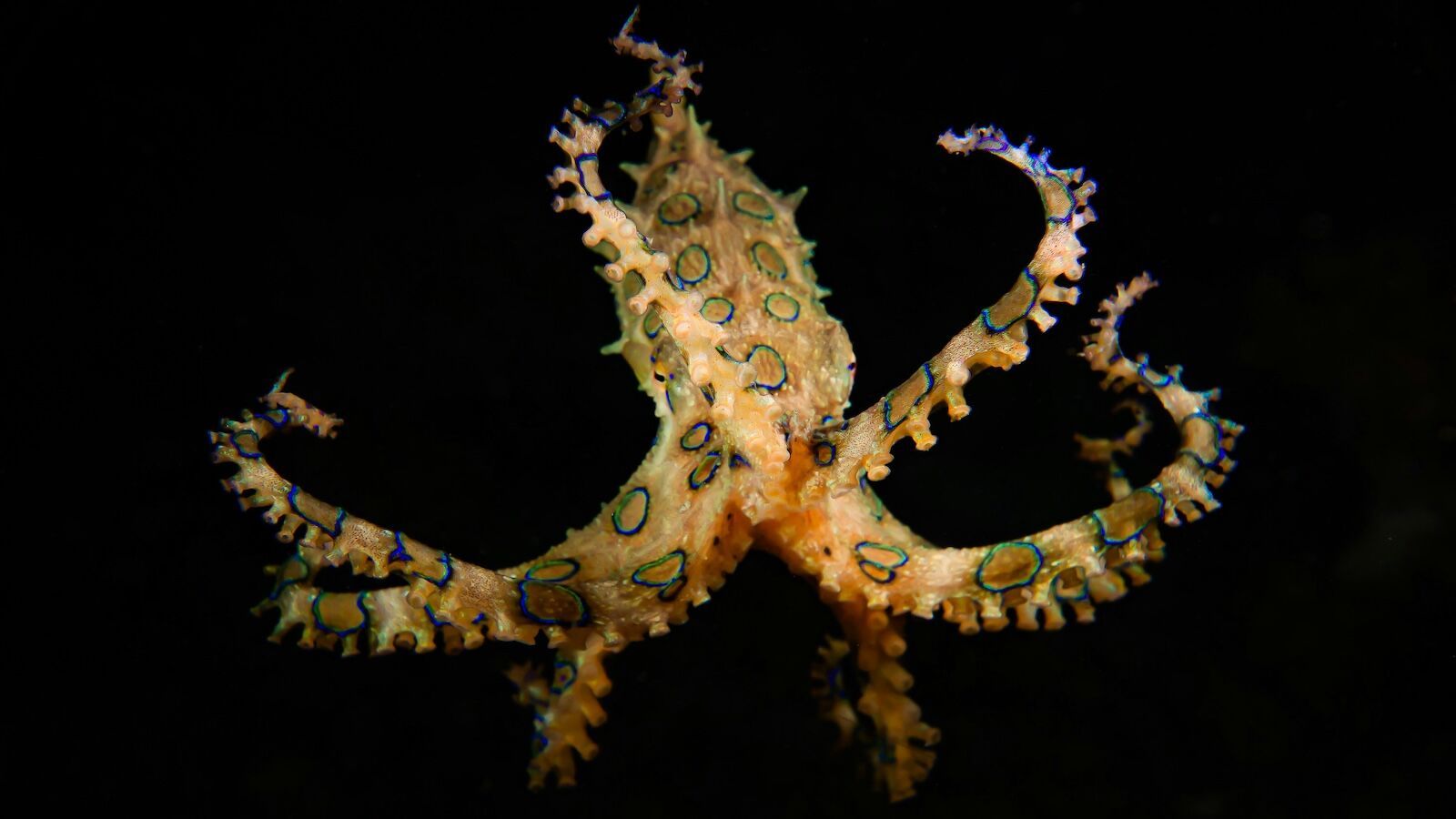 1600x900 Why The Blue Ringed Octopus Is Interesting & Where To Find Them