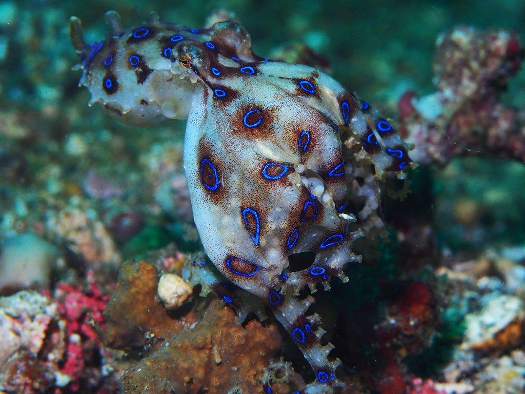 1024x768 Greater Blue Ringed Octopus With Eggs Hapalochlaena Lunul