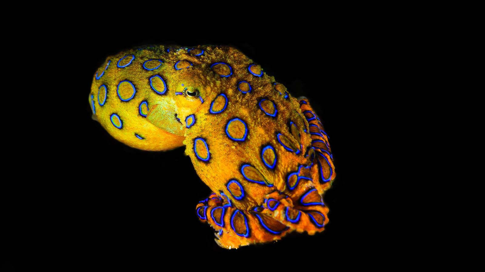 1600x900 Blue Ringed Octopus: Tiny, Deadly And Antisocial