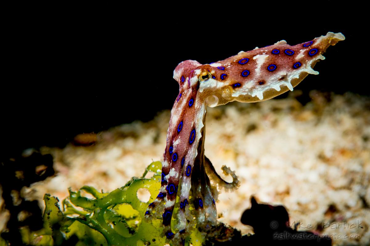 1200x800 Blue Ringed Octopus Photography Guide