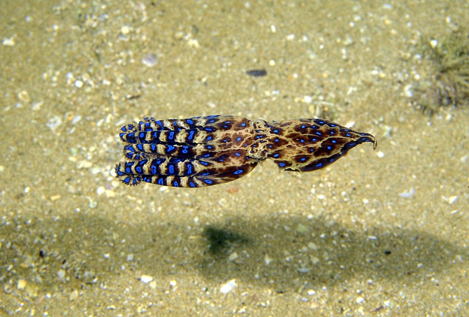 1500x1015 Blue Ringed Octopus Phone Wallpaper: Free 4K & HD Downloads