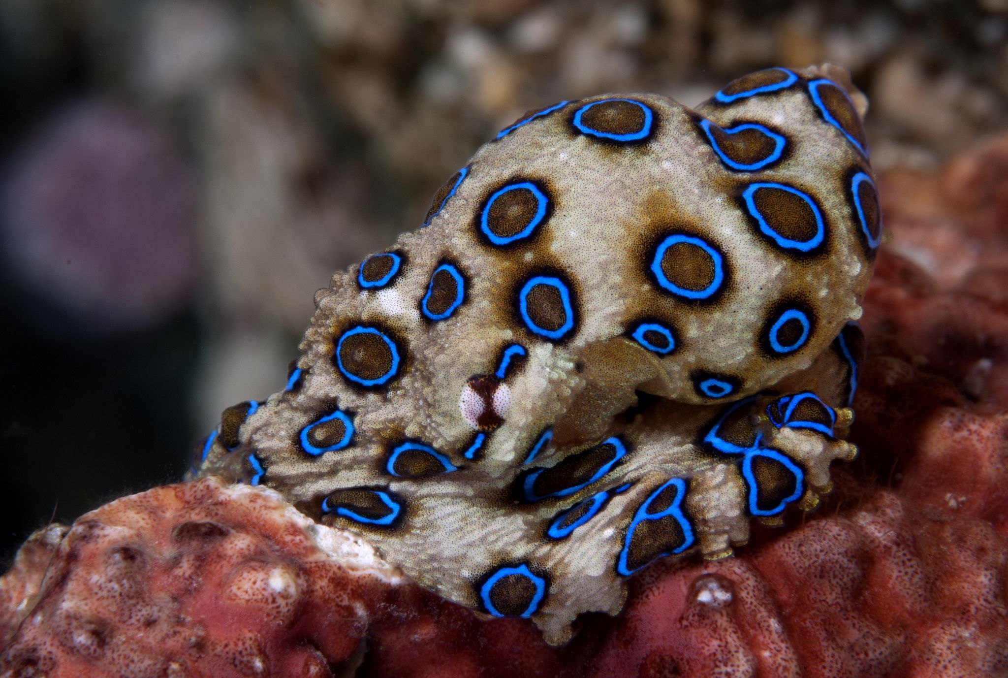 2048x1377 Blue Ringed Octopus Glowing Rings