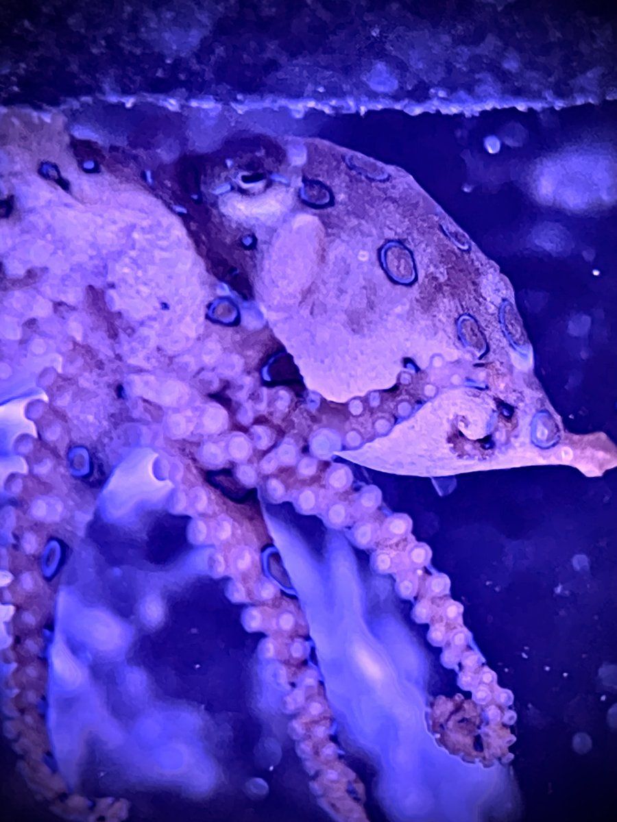 900x1200 Does your LFS carry Blue Ringed Octopus?