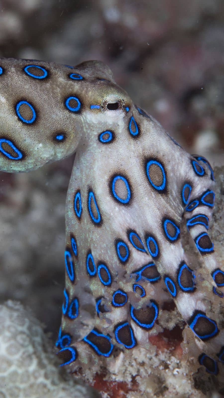 900x1600 Blue Ringed Octopus: The Beautiful But World's Most Deadly Cephalopod