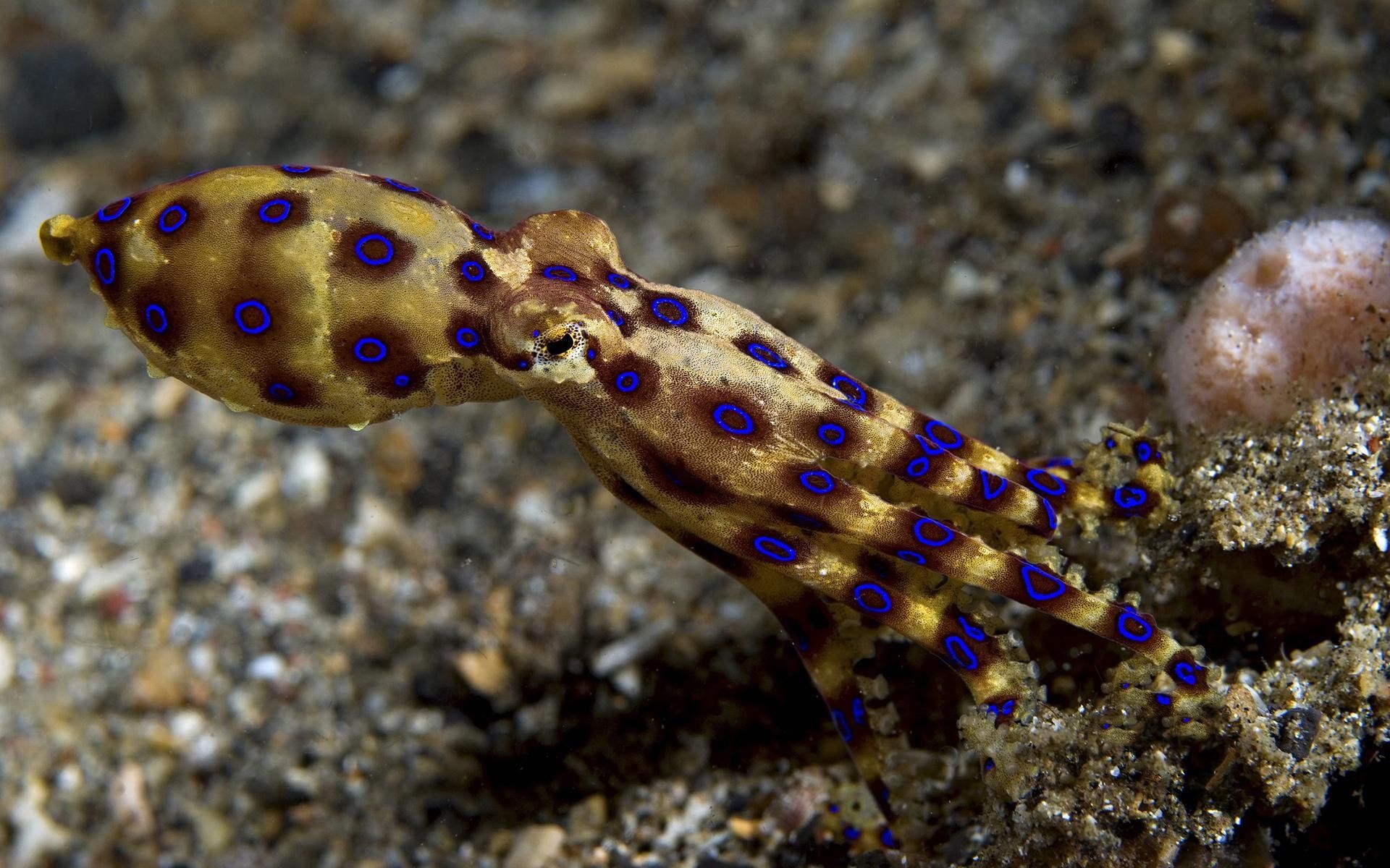 1920x1200 Vibrant Blue Ringed Octopus HD Wallpaper: Nature's Smallest Marine Wonderx1200