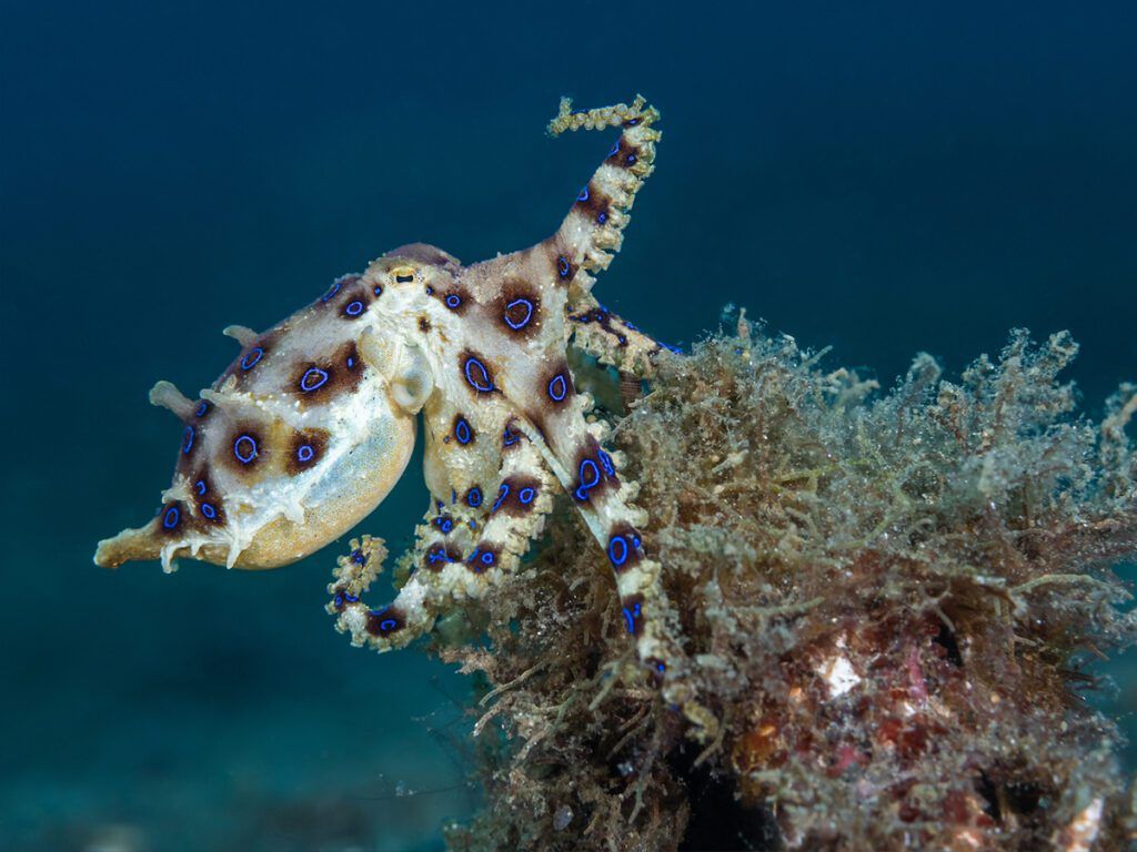1024x768 Ultimate Guide to North Sulawesi Octopus with Murex Dive Resorts