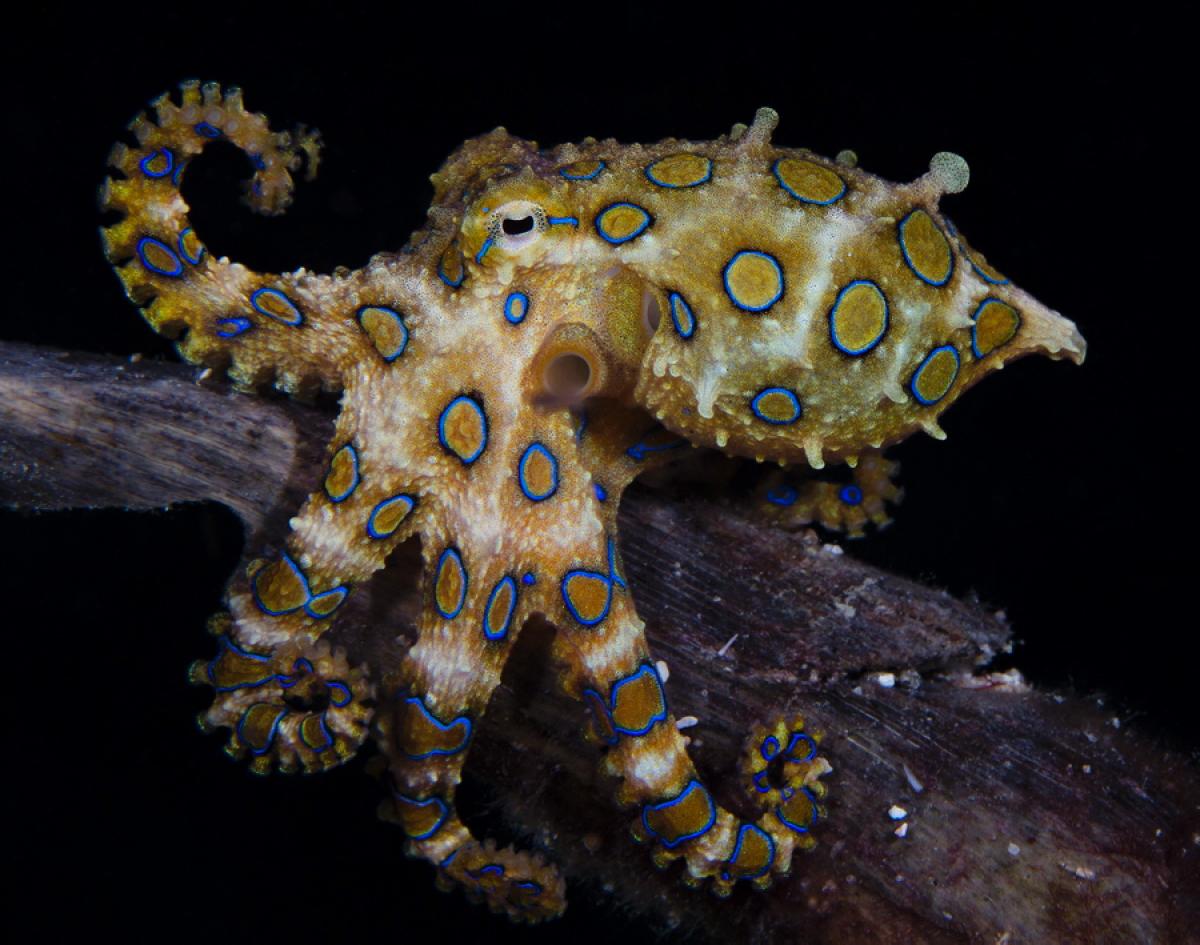 1200x945 Blue Ringed Octopus, Habitat, Life Cycle, Venom, Picture