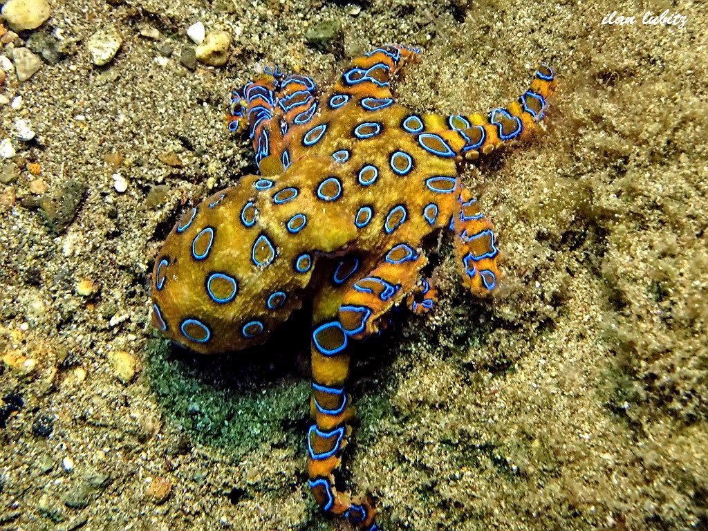 1024x768 Blue Ringed Octopus (Hapalochlaena Lunulata)