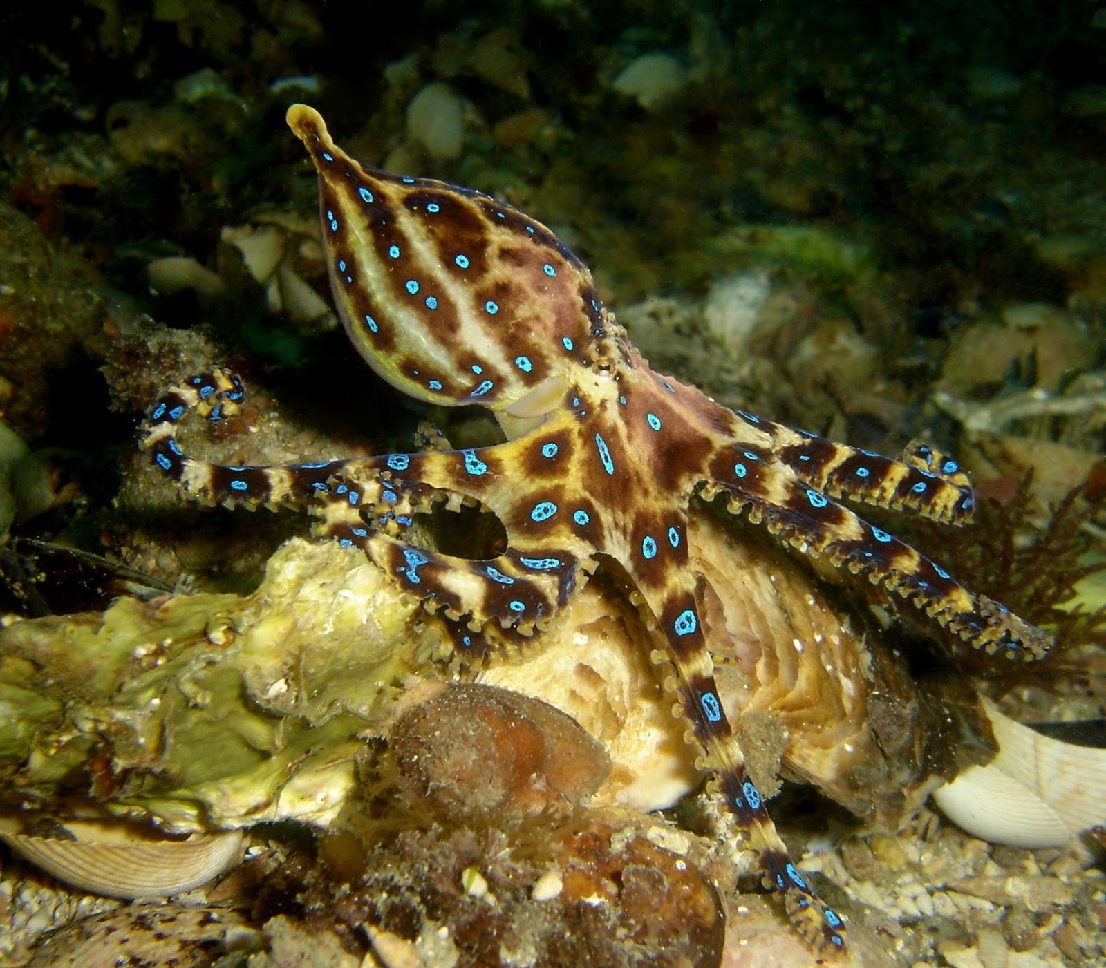 1600x1401 The Blue Ringed Octopus