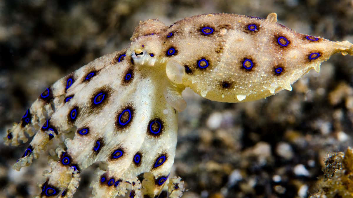 1200x675 Blue Ringed Octopus Wallpaper
