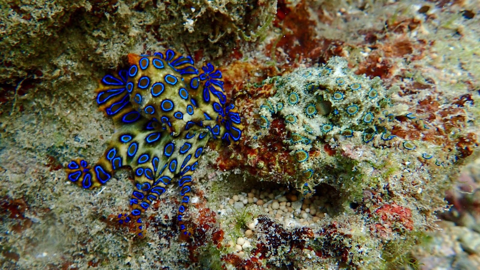1600x900 Australian Teen Stung By A Blue Ringed Octopus On The Beach