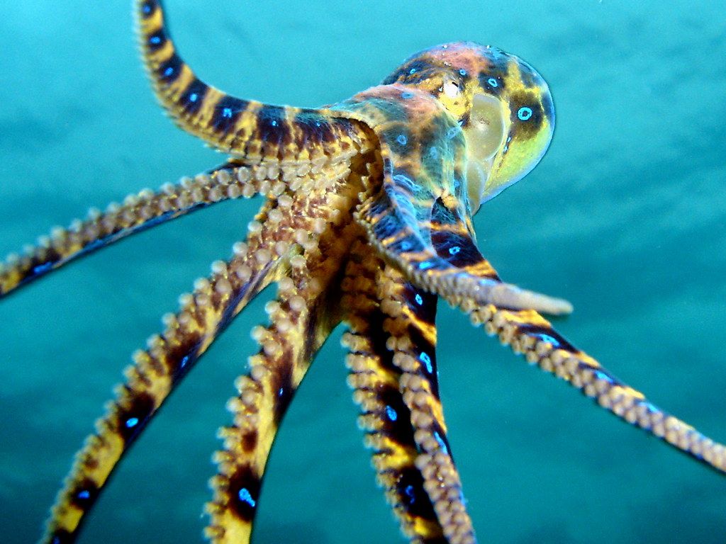 1024x768 Blue Ringed Octopus Wallpaper