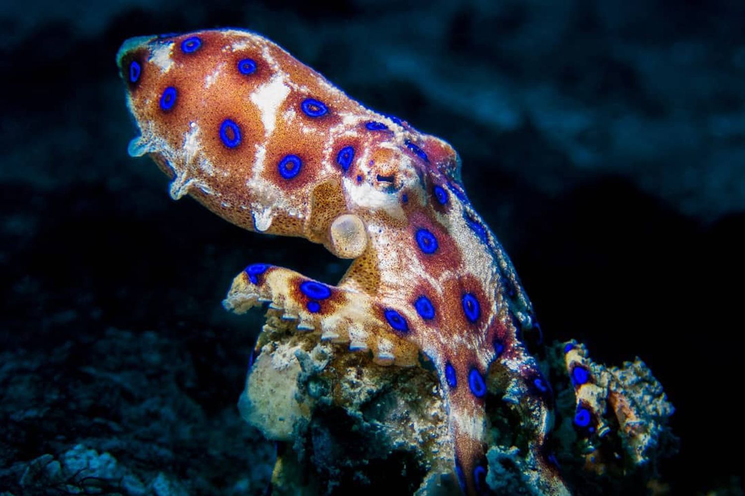 1500x1000 Why do octopuses punch fish?