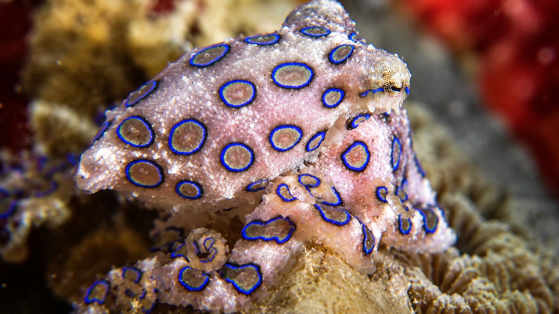 1920x1080 A tiny predator found in Australian waters
