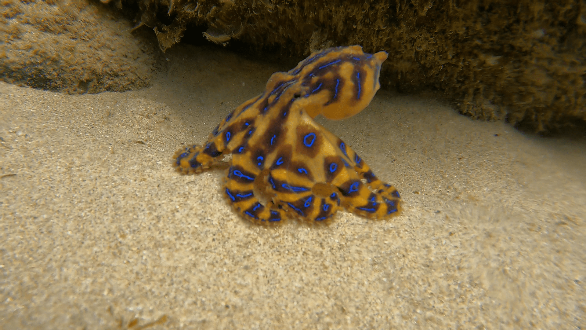 1920x1080 Blue Ringed Octopus.png