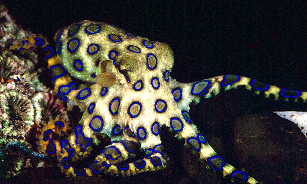 1200x721 Woman Bitten By Potentially Deadly Blue Ringed Octopus At Sydney Beach