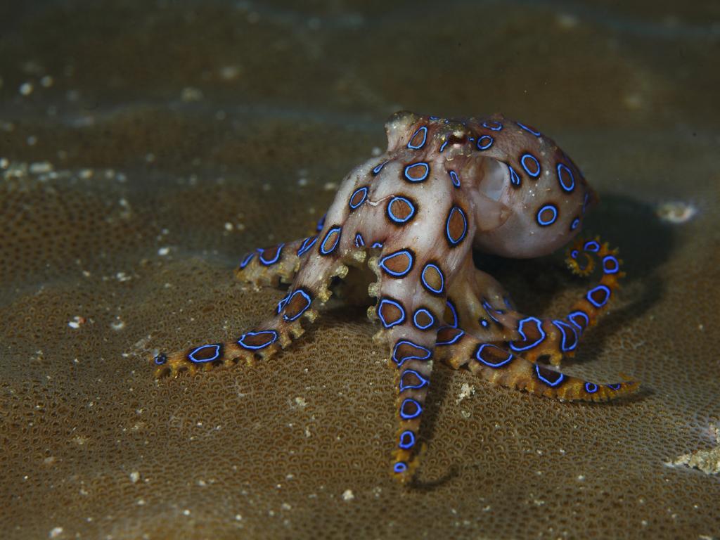 1024x768 UK Tourist's Blue Ringed Octopus Encounter. News.com.au
