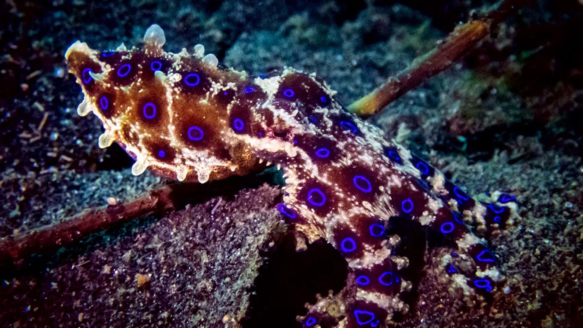 1920x1080 Blue Ringed Octopus Lembeh Indonesia