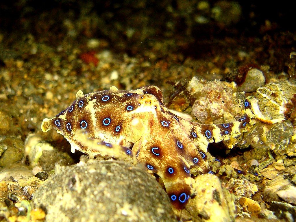 1024x768 Blue Ringed Octopus Profile. Mad About Us 3: Blue Ringed Oc