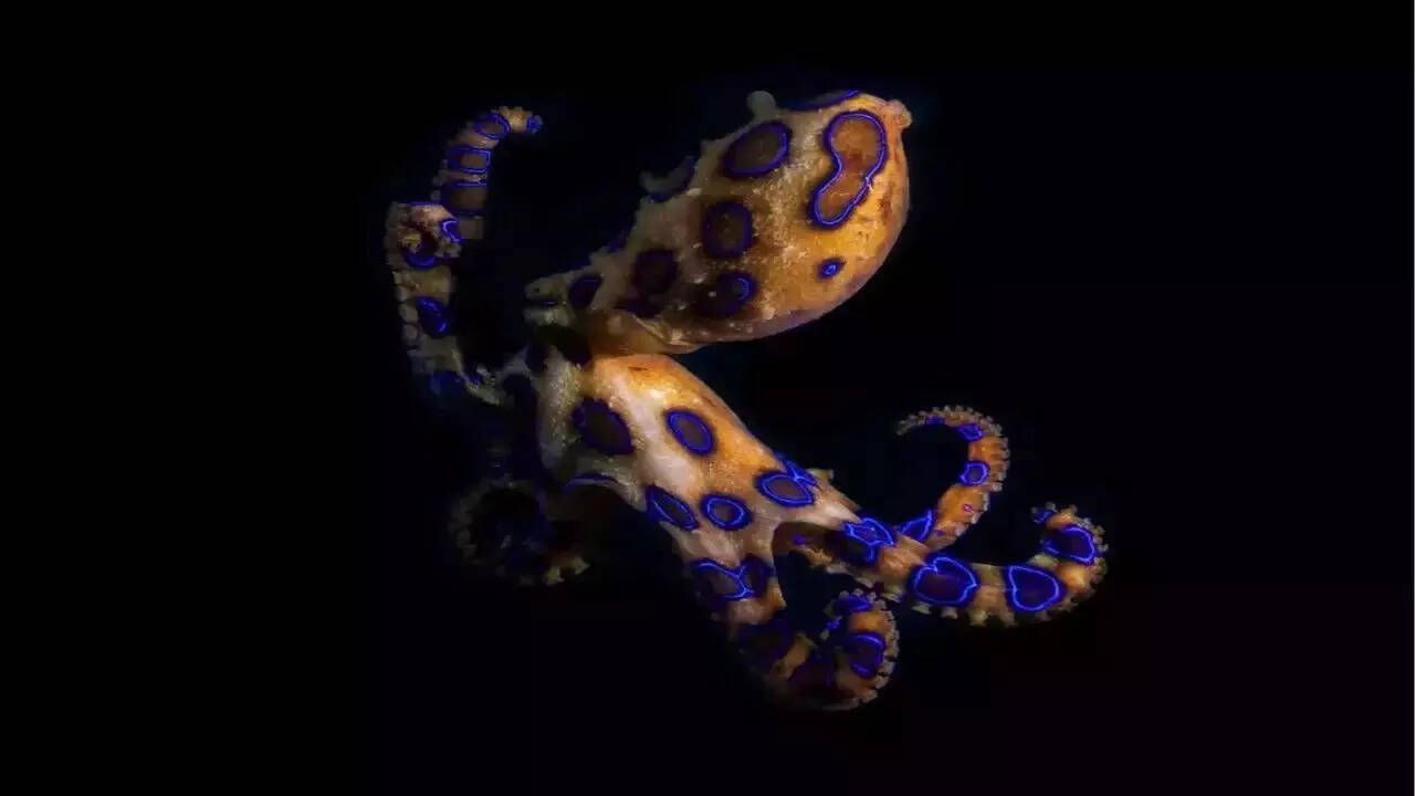 1280x720 Blue Ringed Octopus: Discover The Tiny Animal Whose Venom Can Kill You In 20 Minutes And Has No Antidote. Times Of India