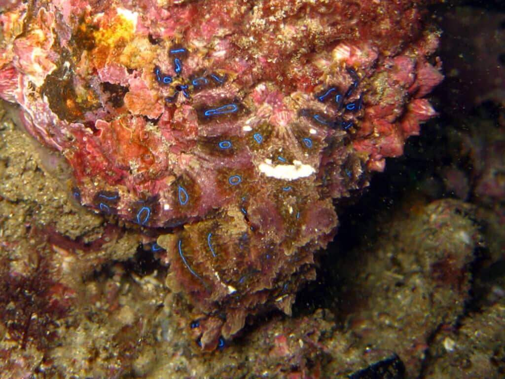 1024x768 Blue Ringed Octopus: The Most Venomous Octopus