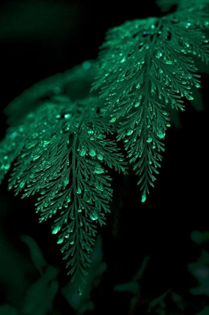 736x1108 Discover 7 Phthalo green and green aesthetic ideas. pretty wallpaper, green wallpaper, wallpaper background and more