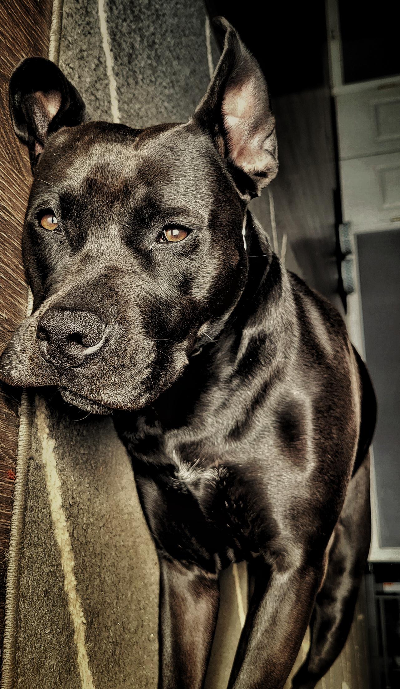 1282x2204 Pibble Wallpaper