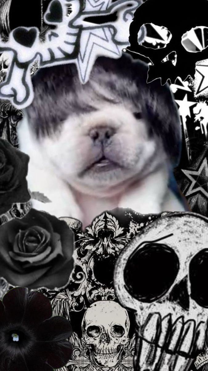 675x1200 EMO PIBBLE. Pibble puppy, Puppy wallpaper, Goofy picture