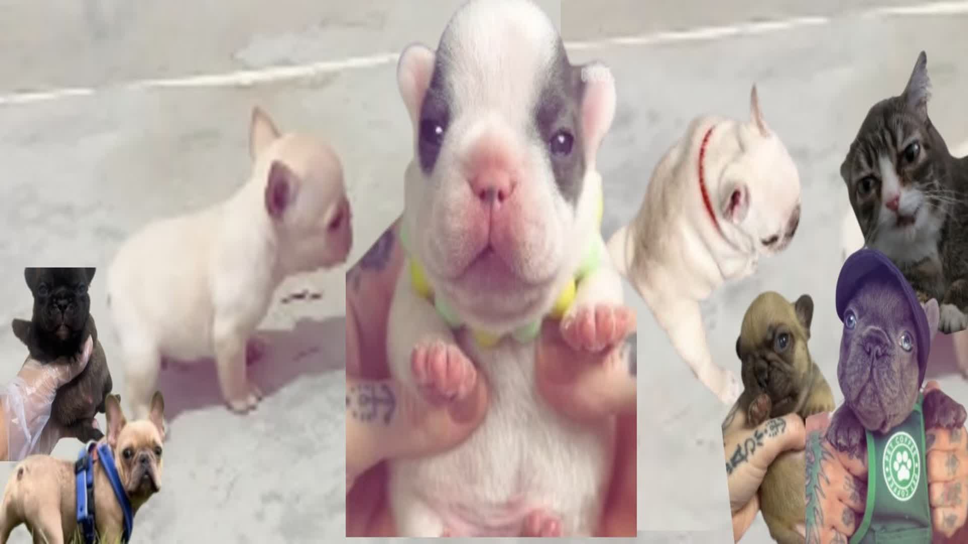 1920x1080 PIbble FFA 8113 4595 5843 By Maua Creative Map Code
