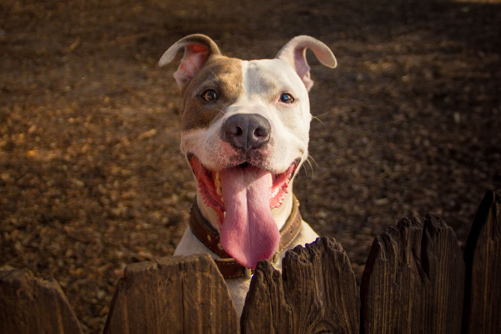 1600x1066 Pibble Wallpaper