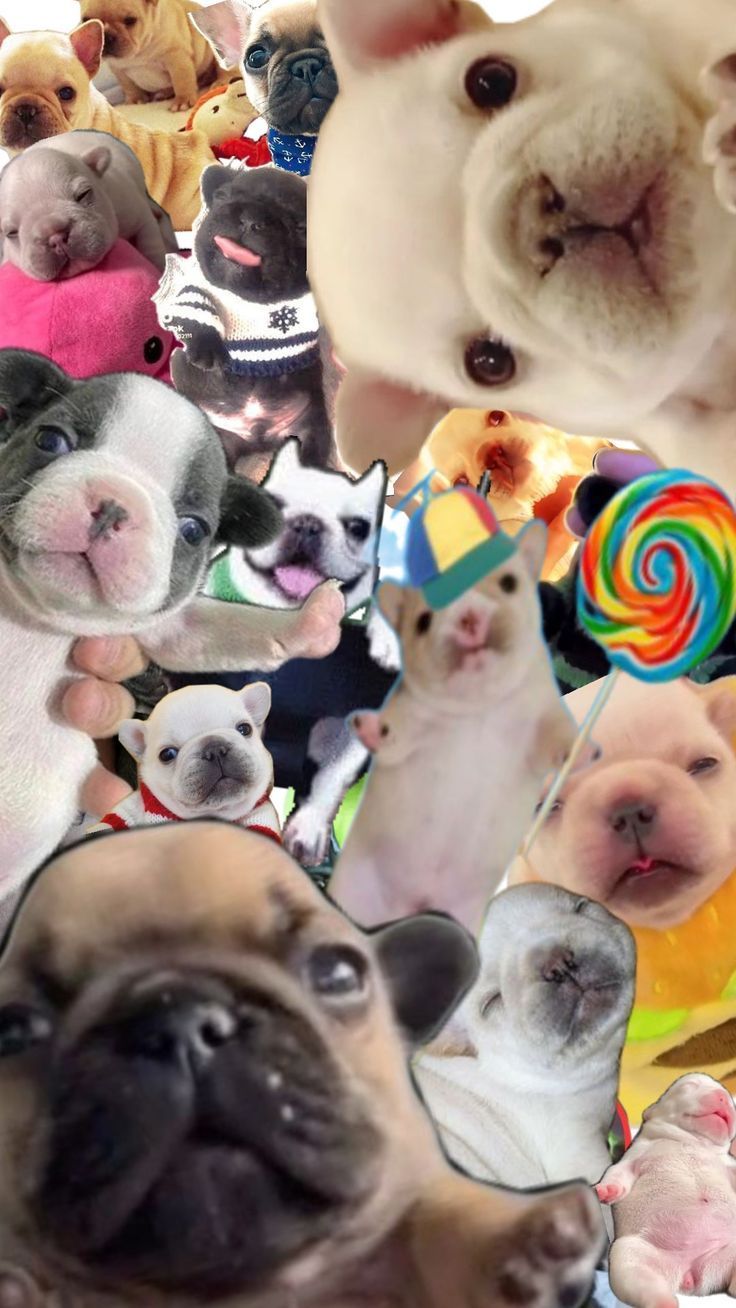 736x1308 Pibbles again. Pibble puppy, Puppy wallpaper, Very cute puppies