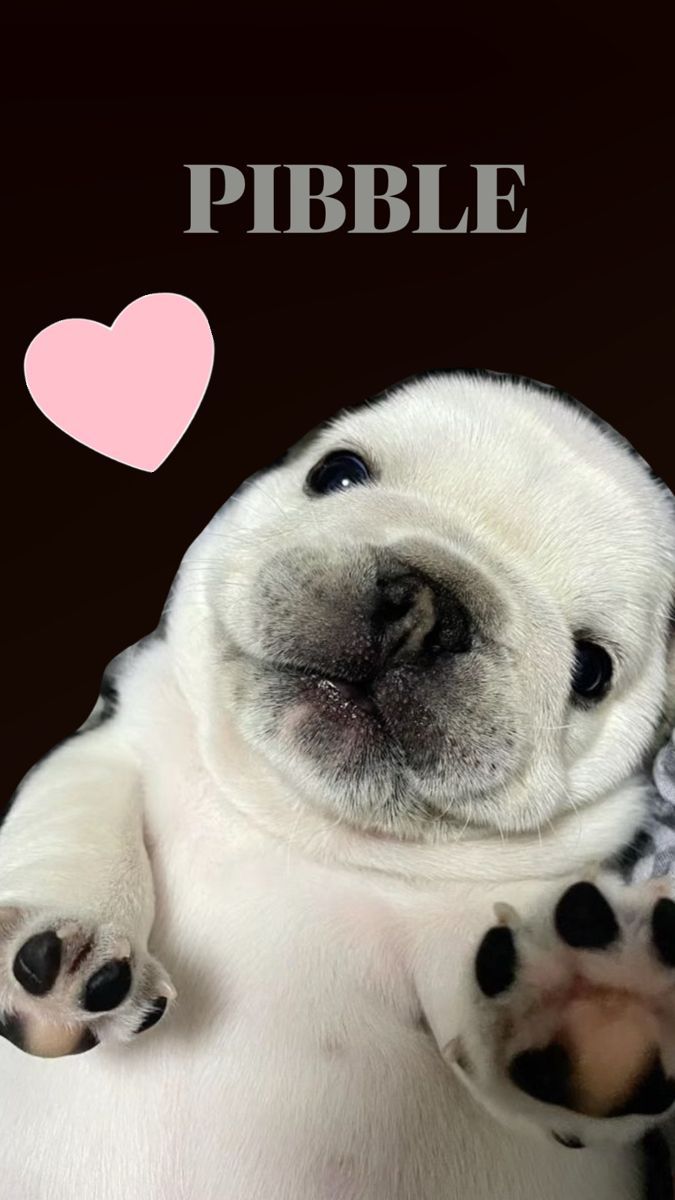 675x1200 WASH MA BELLE. Puppy wallpaper for android, Cute dogs wallpaper puppies, Pibble puppy