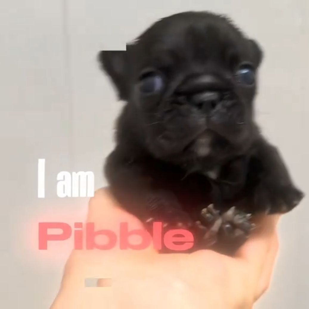 1037x1037 im pibble wash my belly you can put picture in it