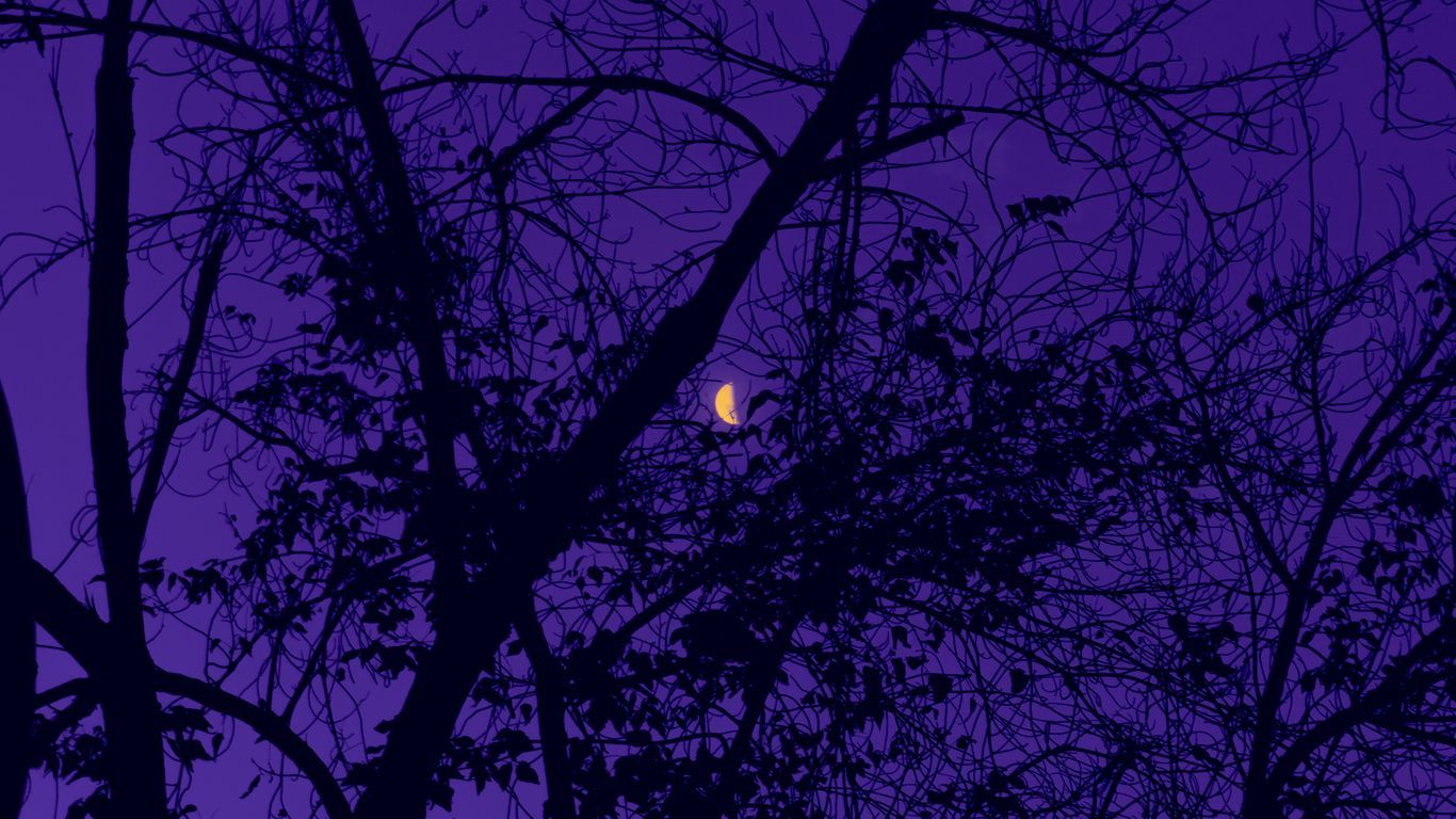 1366x768 Download wallpaper 1366x768 trees, the moon, night, sky, purple tablet, laptop HD background