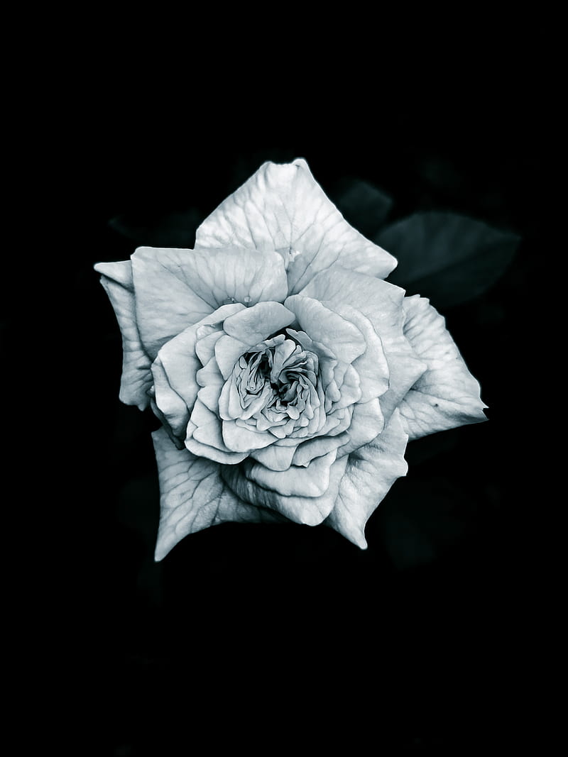 800x1067 Amoled black rose, flower, love, mood, neon, white, HD phone wallpaper