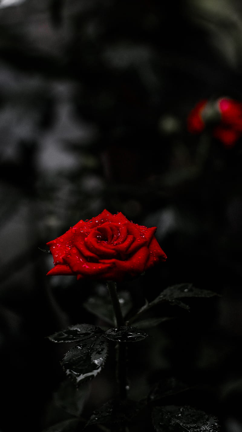 800x1424 Amoled rose, award, best, black, bokeh, dslr, portrait, red, super, HD phone wallpaper