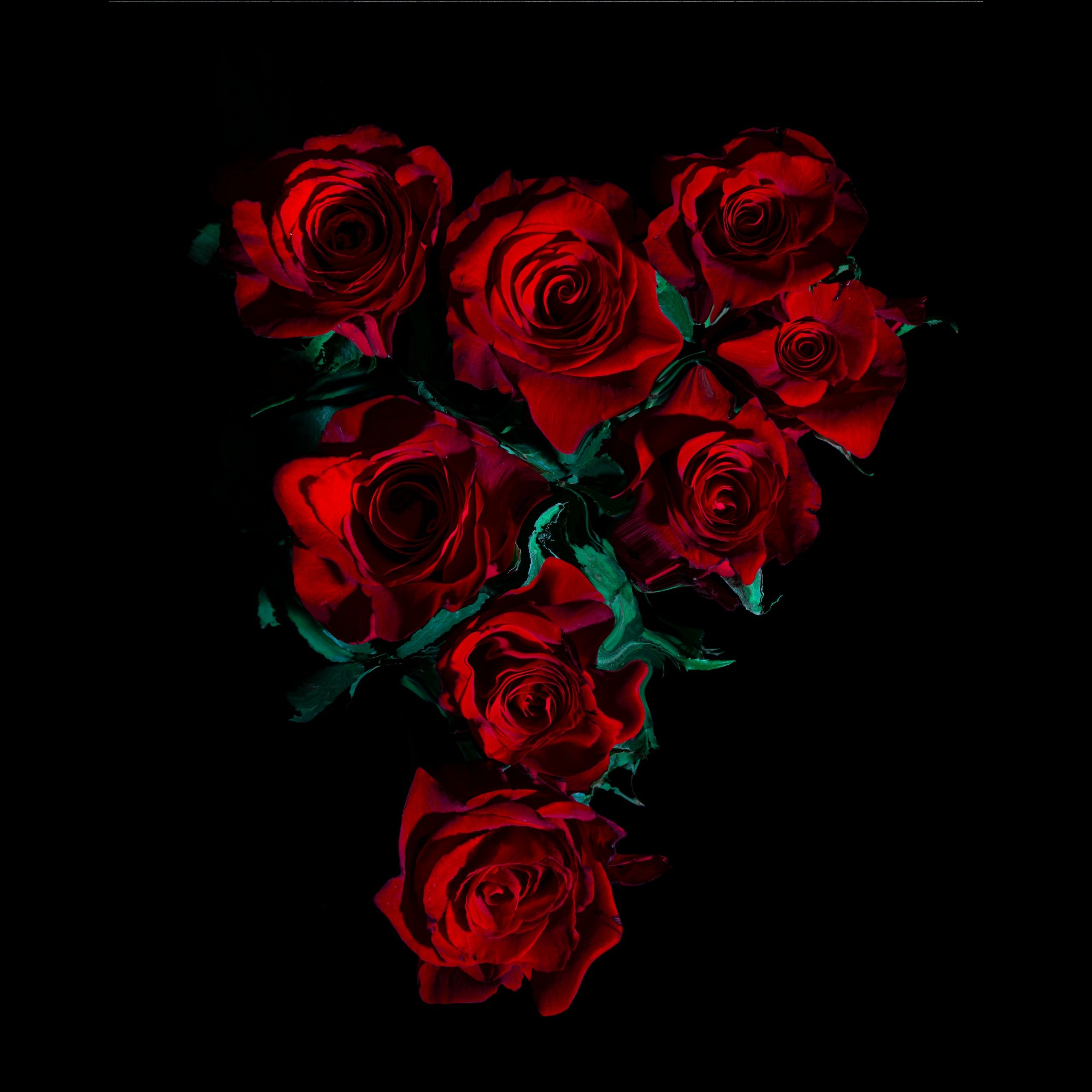 2560x2560 Red Roses Wallpaper 4K, AMOLED, 8K, Rose flowers