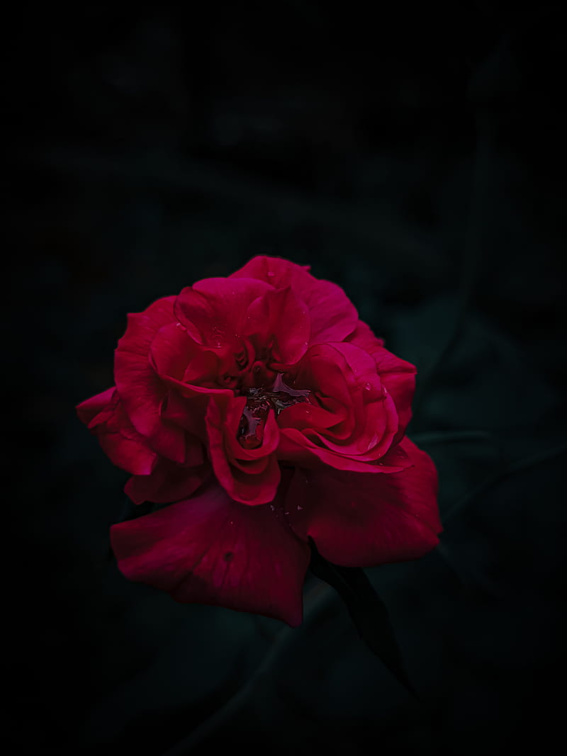 800x1067 Amoled Red rose, amoled, beauty, red, rose, HD phone wallpaper