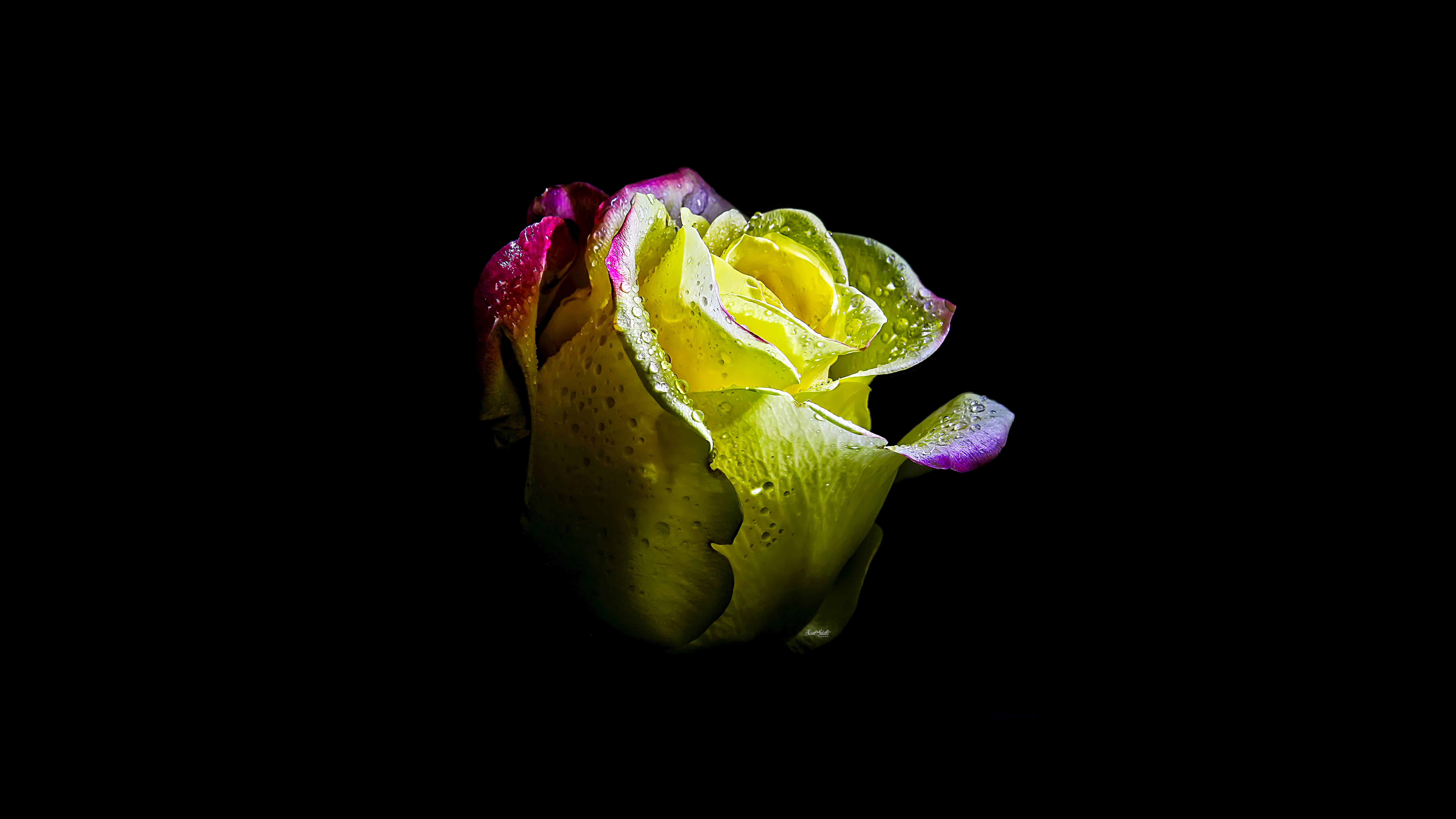 7680x4320 Rose flower Wallpaper 4K, AMOLED, 5K, 8K, Black background