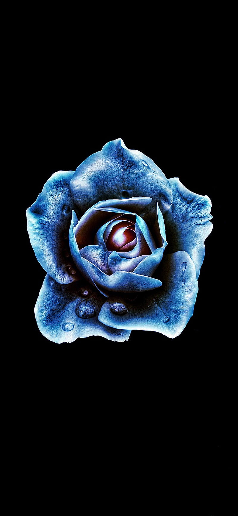 800x1733 Amoled black rose, blue, cool, dark, flower, pattern, HD phone wallpaper