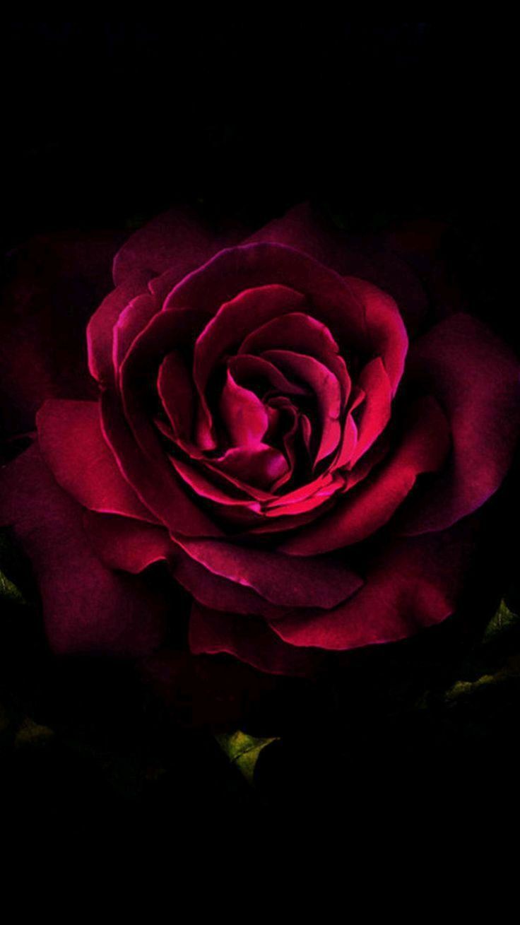 736x1309 AMOLED Flower Wallpaper