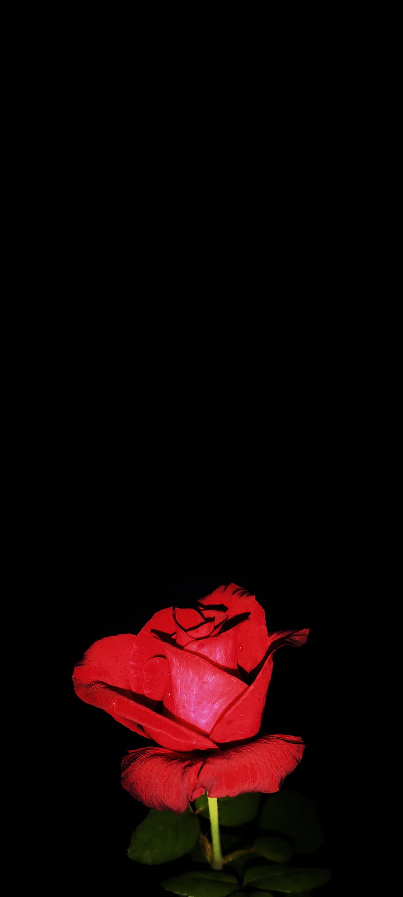 800x1778 Rose, amoled, flower, HD phone wallpaper