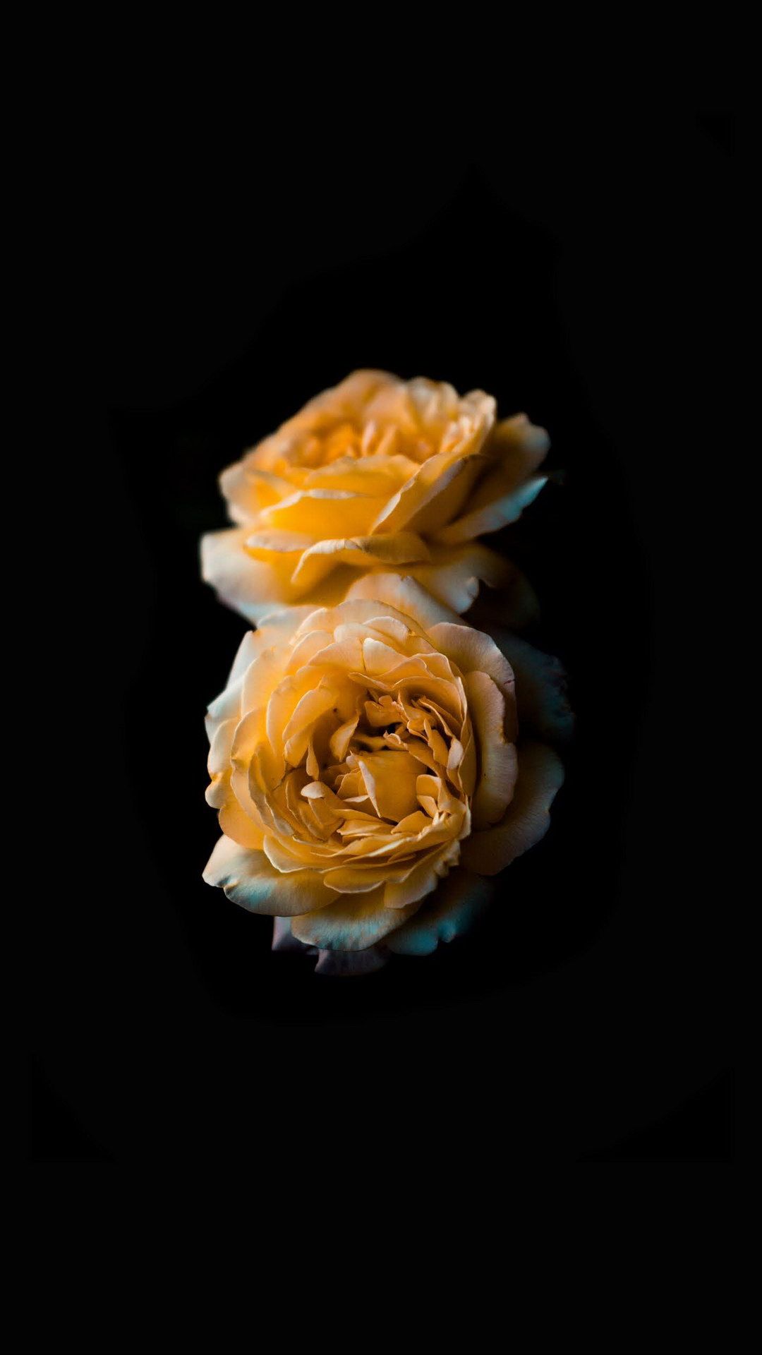 1080x1920 Wallpaper Rose Amoled, Rose, Flower, Android, Ios, Background Free Image