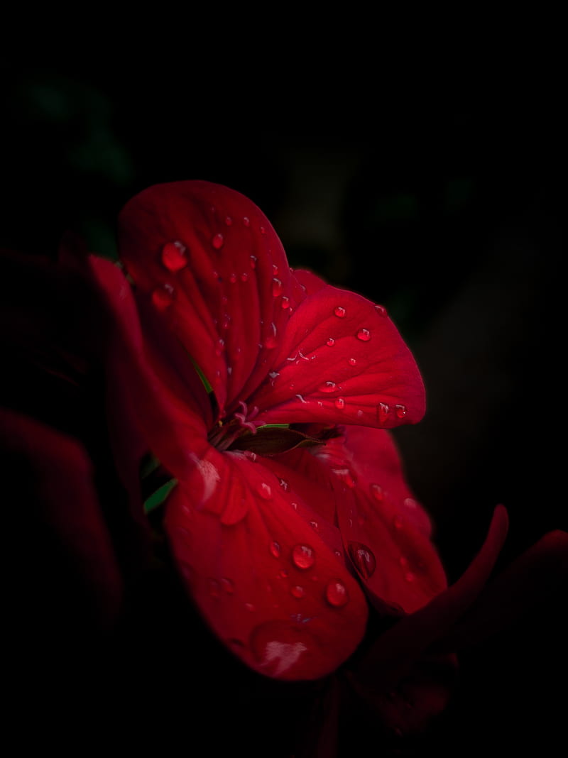 800x1068 Red flower, amoled, black, flowers, galaxy, macro, phone, rose, HD phone wallpaper