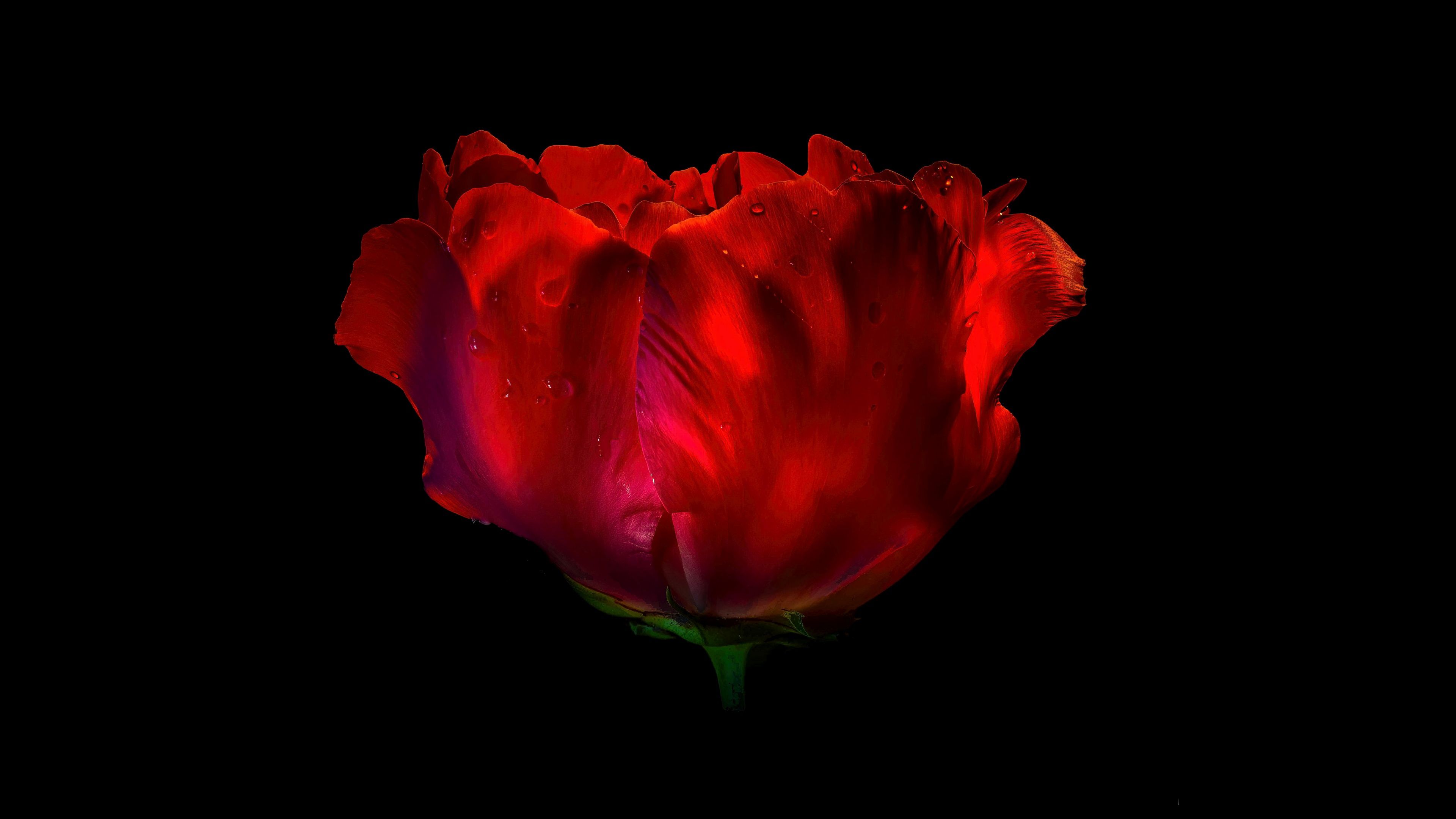 3840x2160 Red Rose Wallpaper 4K, AMOLED, 8K, Red flower