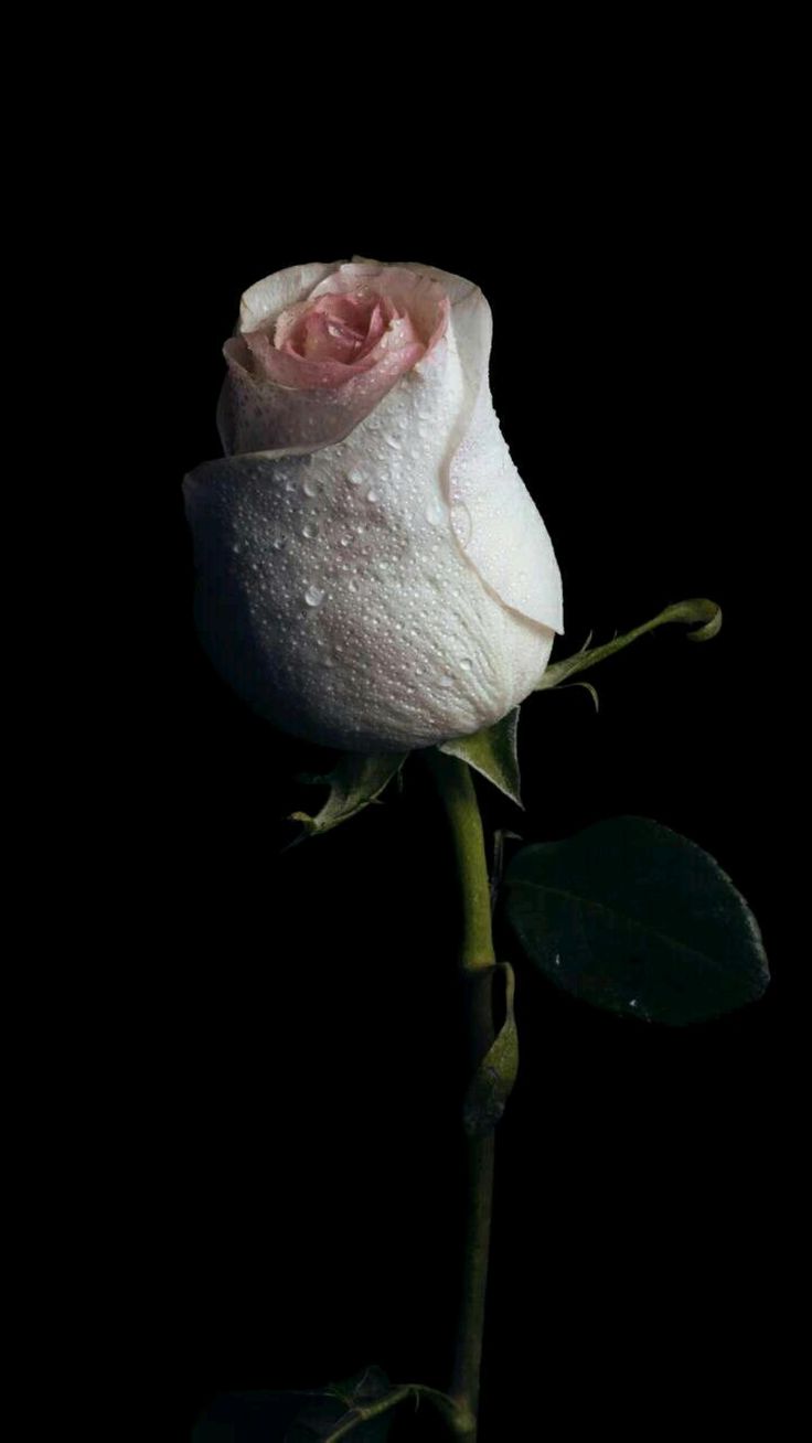 736x1308 AMOLED Flower Wallpaper
