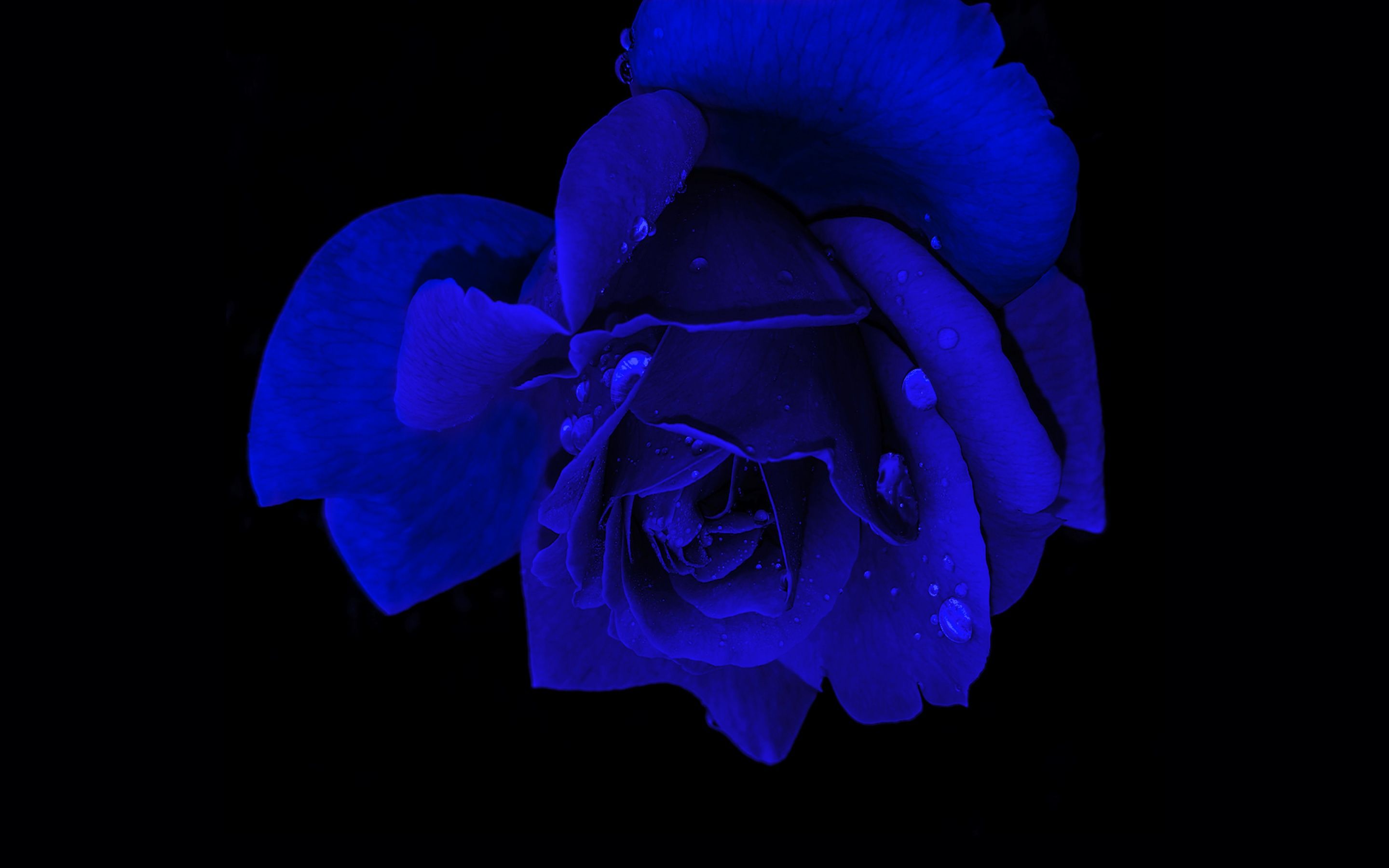 2880x1800 Blue rose Wallpaper 4K, Rose flower, Black background